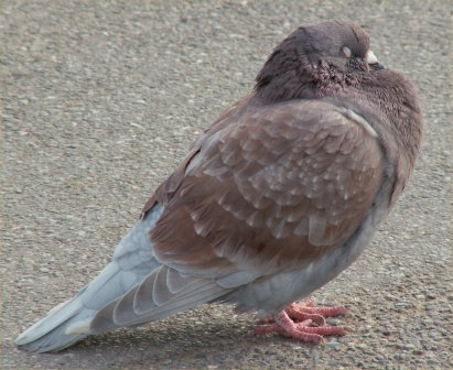 Pigeons at Burnham 1