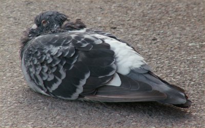 Pigeons at Burnham 2