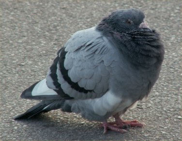 Pigeons at Burnham 3