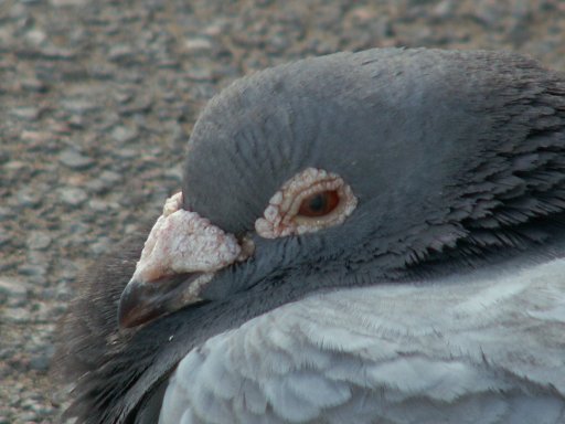 Pigeons at Burnham 5