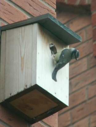 Blue Tit hanging outside