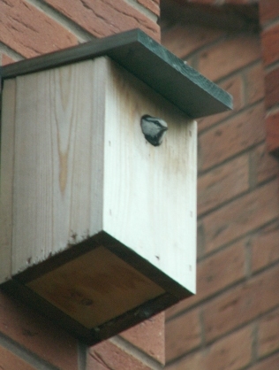 Blue Tit peeping out