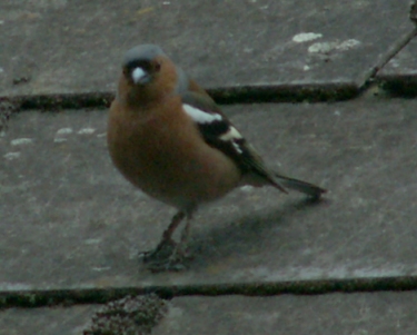 Chaffinch