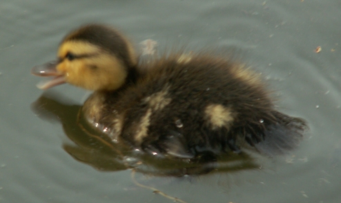 Duckling on his own