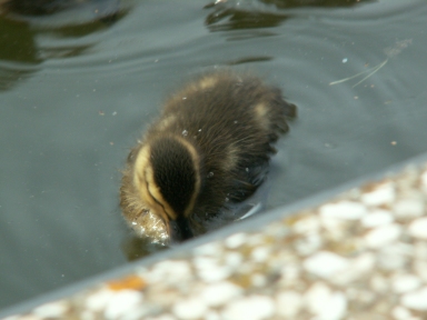 Duckling near the edge