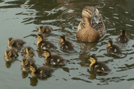 Group of ducks