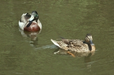 Ducks not caring