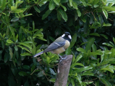 Great Tit