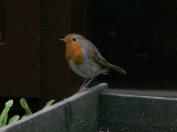 Robin