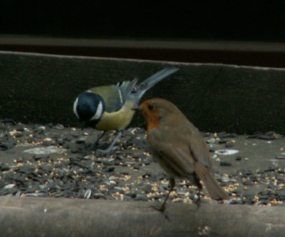 Robin and Great Tit